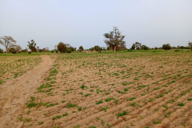 Vente Terrain DIOURBEL SENEGAL  