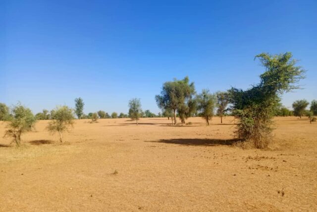 Vente Terrain LOUGA SENEGAL  