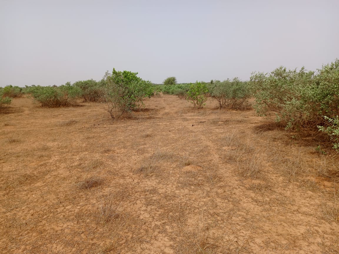 Vente Terrain THIES SENEGAL  