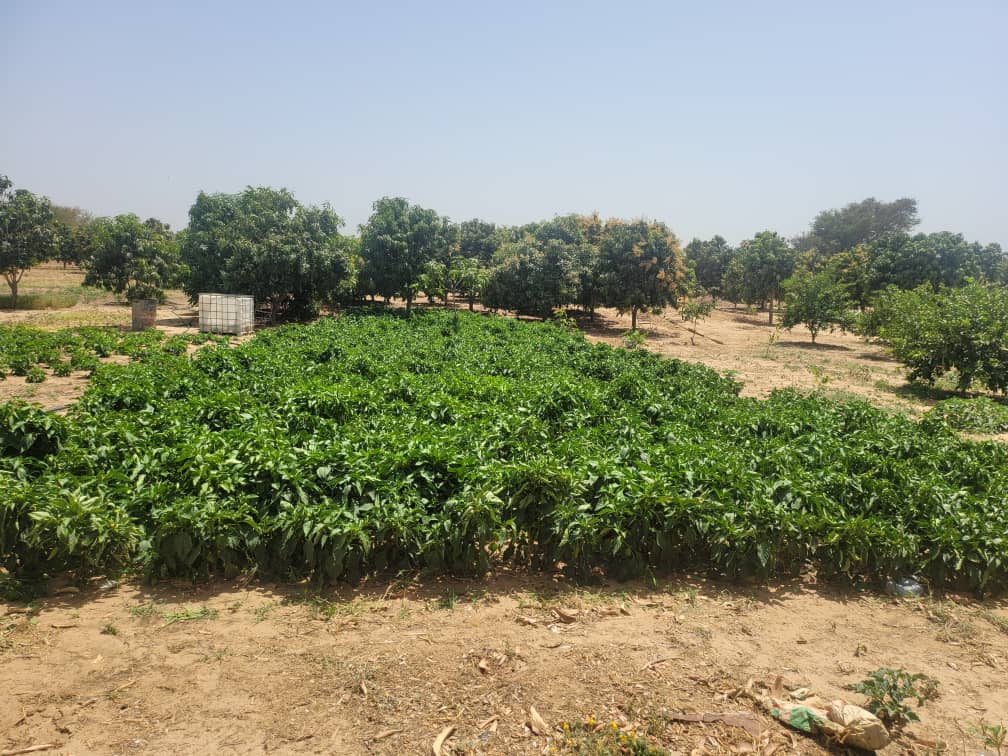 Vente Terrain THIES SENEGAL  